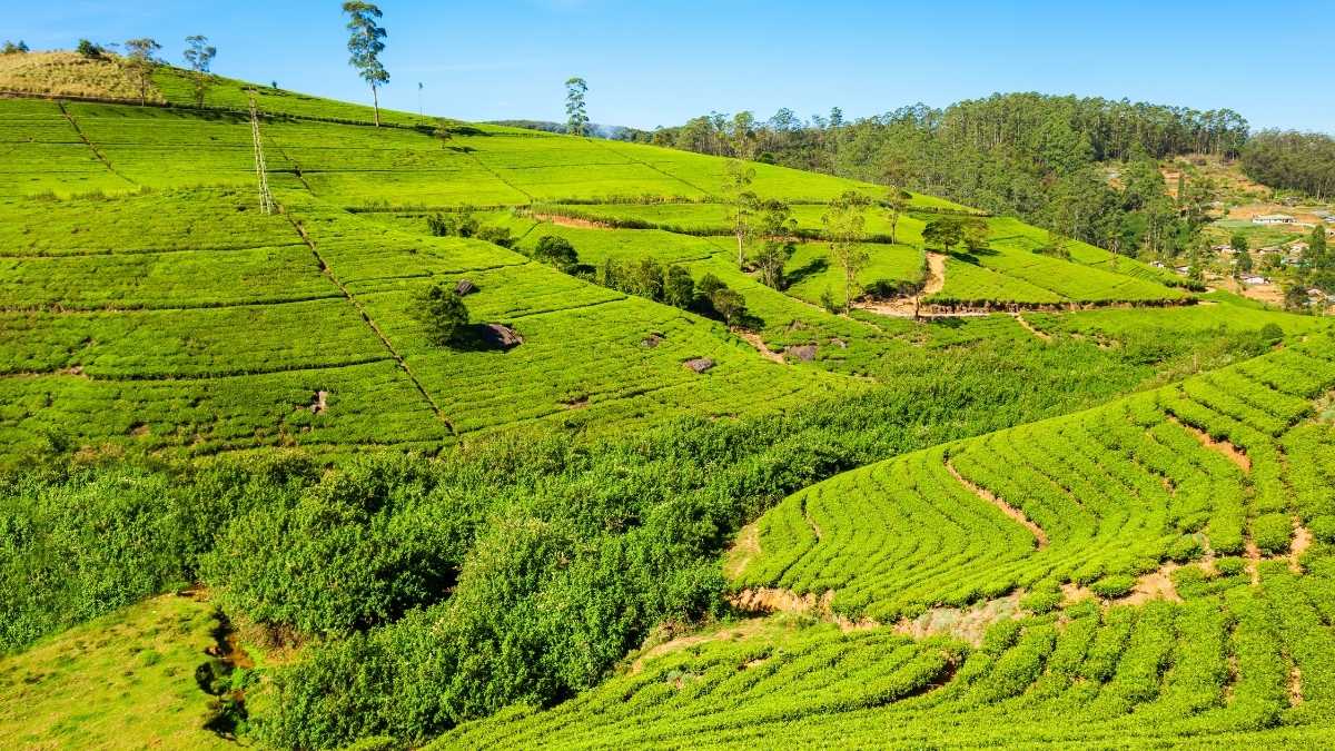 ceylon tea estate in nuwara eliya, premium ceylon tea