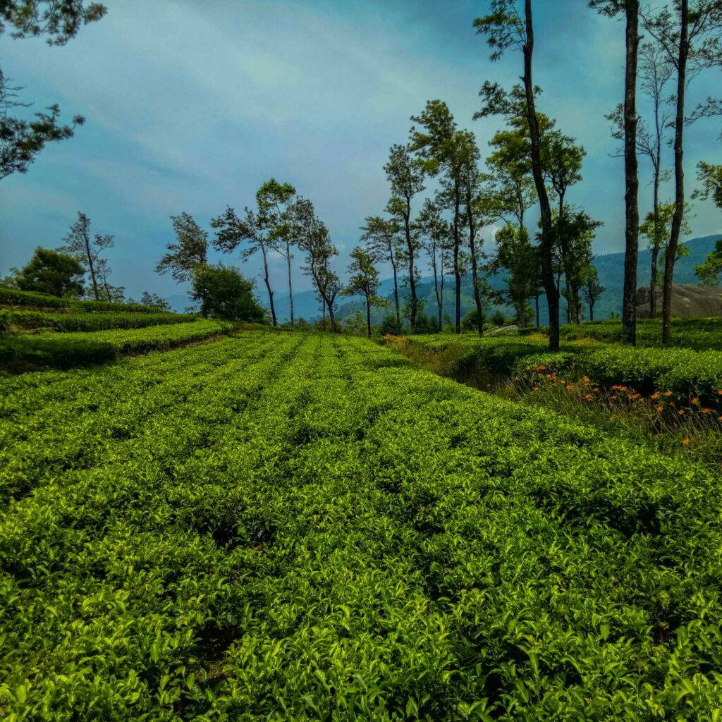 ceylon tea estates