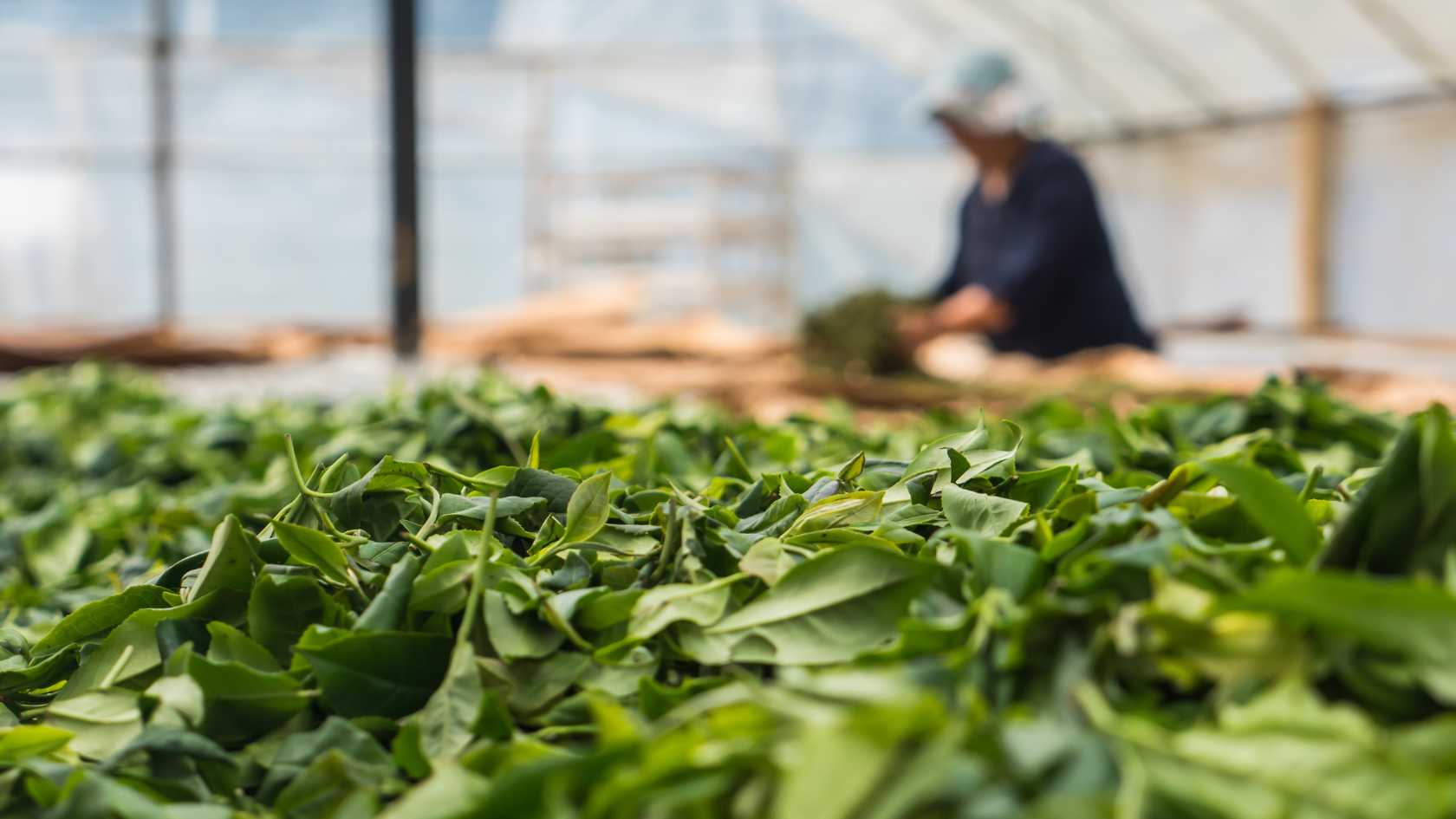 ceylon tea factory, workers, orthodox method, ceylon tea, ctc method