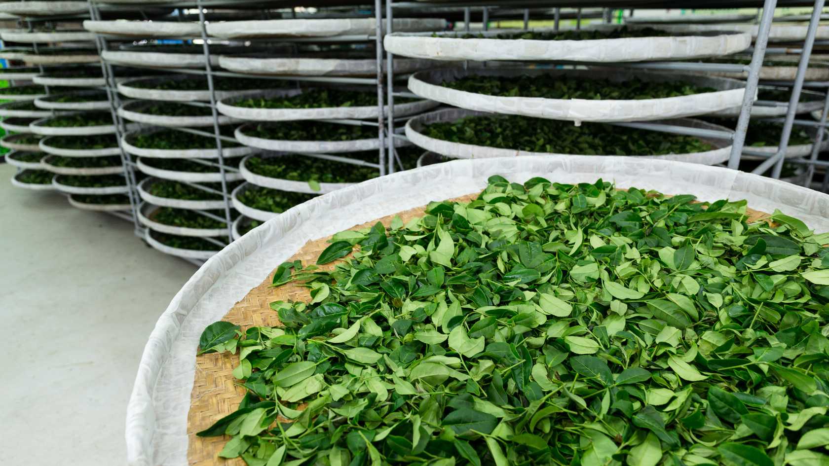 ceylon tea, oxidation process, factory in sri lanka