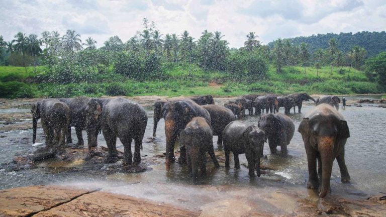 Elephants, River, Pinnawala orphanage, Sabaragamuwa province, tea growing region