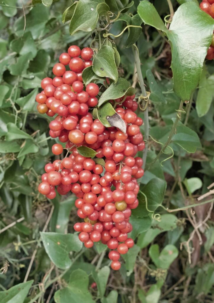 sarsaparilla