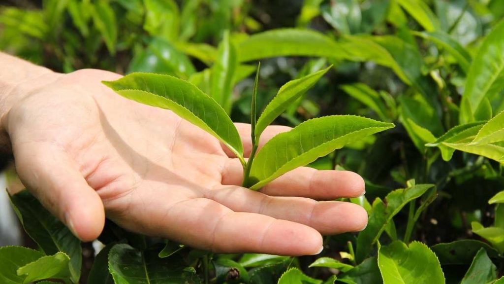 the tea plant, ceylon tea