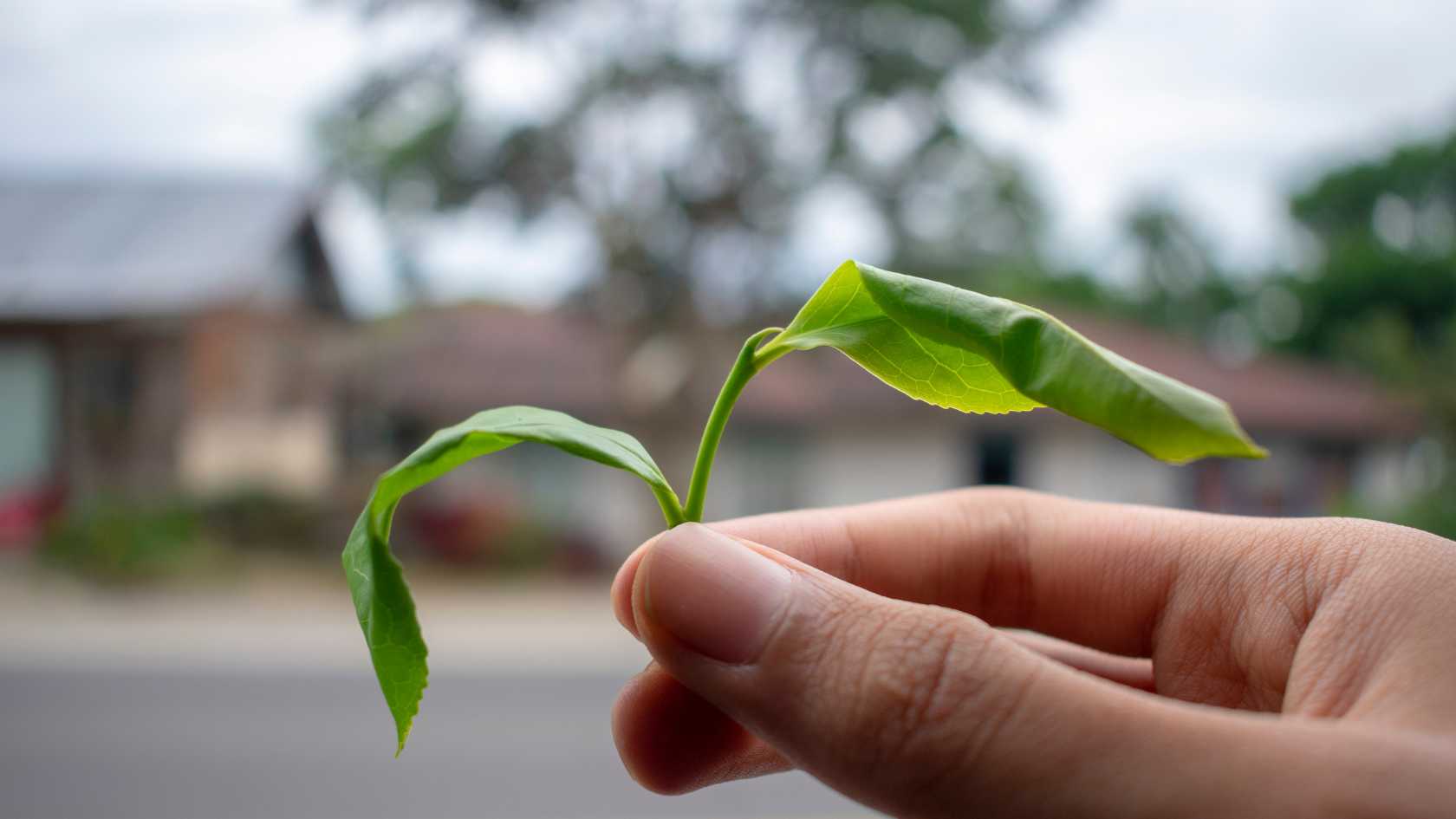 withering, tea leaves, ceylon tea
