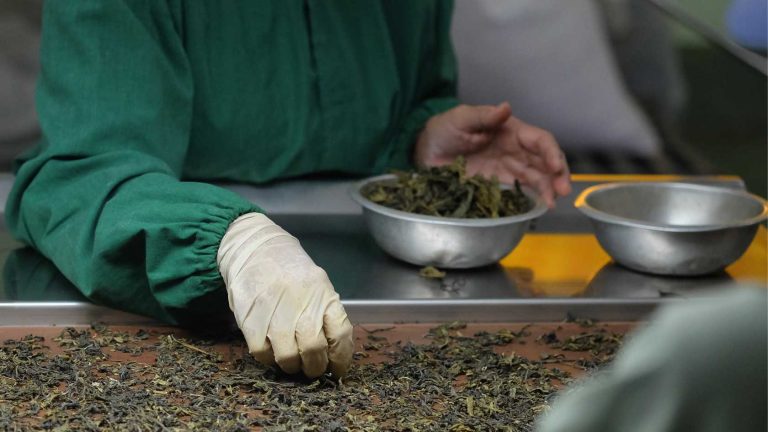 ceylon tea leaves being curated by workers