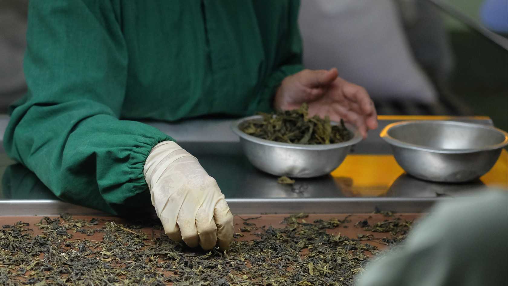 ceylon tea leaves being curated by workers