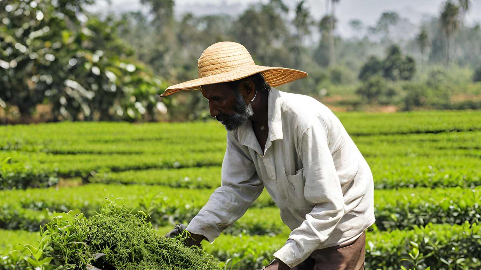 ceylon tea worker