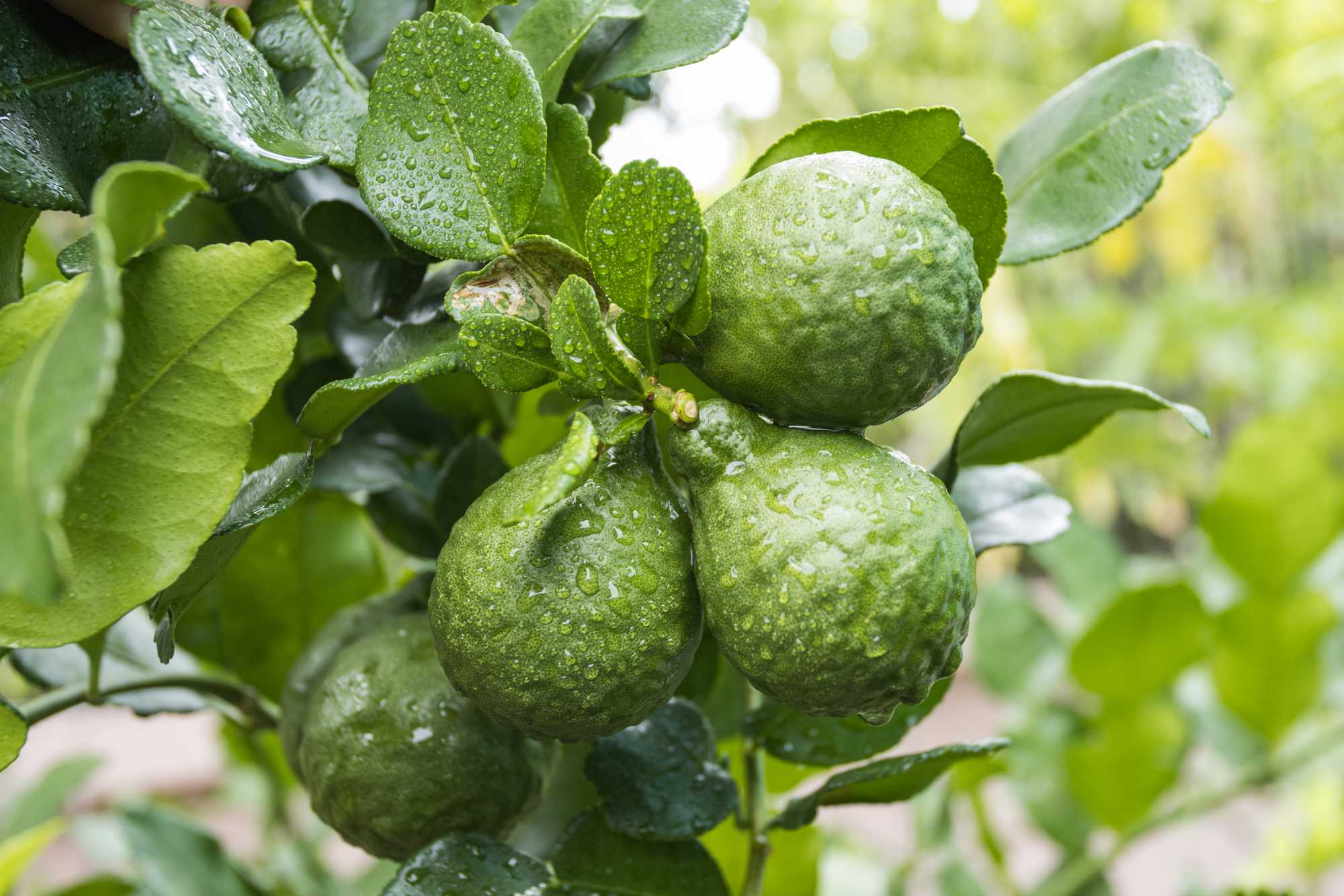 bergamot on the tree