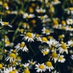 chamomile flowers