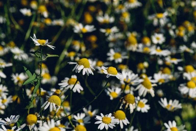 chamomile flowers